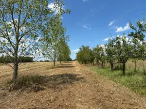 Casă P+M+Teren 1,6 ha   Ideal Pensiune Cămin varstnici Viile Satu Mare - imagine 3