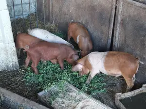 Purcei 7 săptămâni crescuți în gospodarie