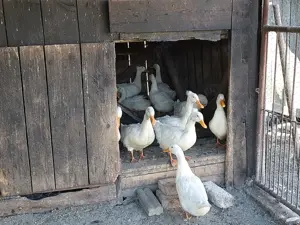 Rațe crescute în gospodărie  - imagine 3 Rațe crescute în gospodărie  - imagine 3