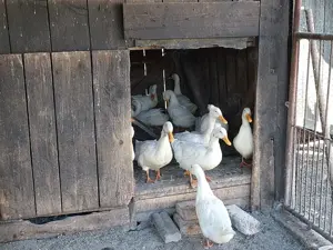 Rațe crescute în gospodărie  - imagine 2 Rațe crescute în gospodărie  - imagine 2