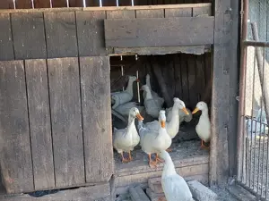 Rațe crescute în gospodărie 