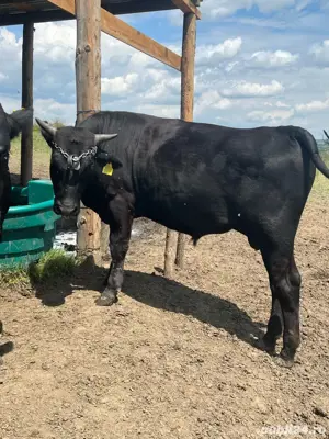 Wagyu Vaca Japoneza  - imagine 2 Wagyu Vaca Japoneza  - imagine 2