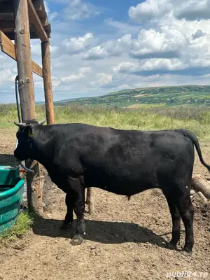 Wagyu Vaca Japoneza  - imagine 5 Wagyu Vaca Japoneza  - imagine 5