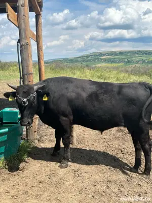 Wagyu Vaca Japoneza  - imagine 4 Wagyu Vaca Japoneza  - imagine 4