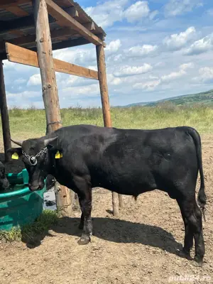 Wagyu Vaca Japoneza  - imagine 3 Wagyu Vaca Japoneza  - imagine 3