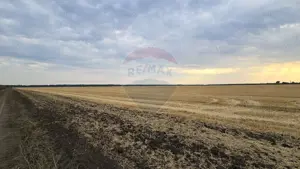 Teren intravilan Buftea, langa Padurea Mocanului - imagine 3