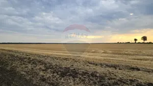 Teren intravilan Buftea, langa Padurea Mocanului - imagine 2