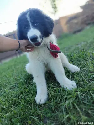 Ciobanesc de Bucovina catei de vanzare