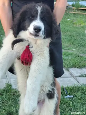 Ciobanesc de Bucovina catei de vanzare - imagine 3