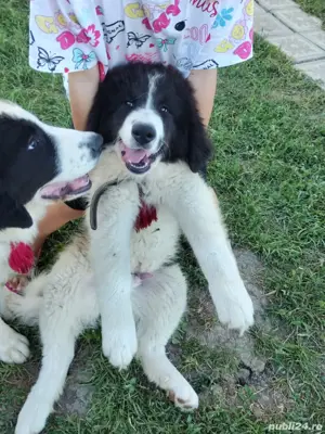 Ciobanesc de Bucovina catei de vanzare - imagine 2