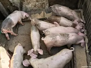 ce se vede in poza  - imagine 2