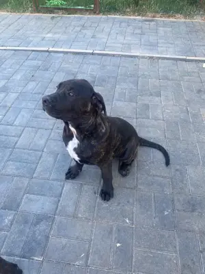 Pui Cane corso vânzare  - imagine 3 Pui Cane corso vânzare  - imagine 3