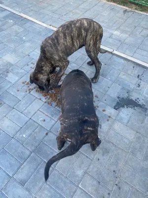 Pui Cane corso vânzare  - imagine 2 Pui Cane corso vânzare  - imagine 2