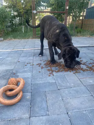 Pui Cane corso vânzare  - imagine 5 Pui Cane corso vânzare  - imagine 5