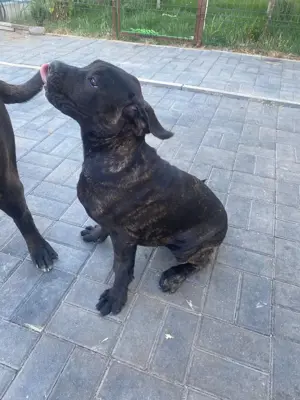 Pui Cane corso vânzare  - imagine 4 Pui Cane corso vânzare  - imagine 4