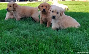 pui golden retriever