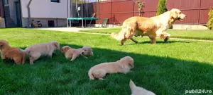 pui golden retriever  - imagine 4