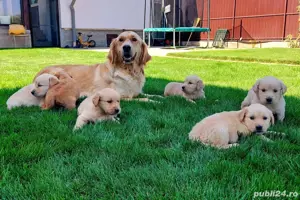 pui golden retriever  - imagine 3