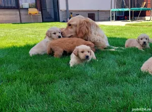 pui golden retriever  - imagine 5