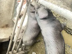 Porc de casă - imagine 2 Porc de casă - imagine 2