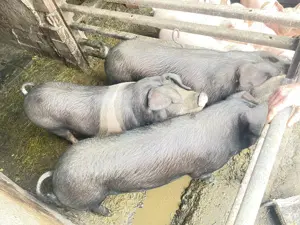 Porc de casă - imagine 3 Porc de casă - imagine 3