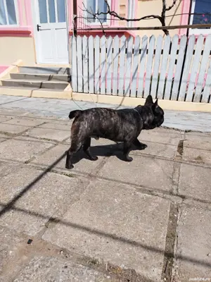Vînd urgent buldog francez  - imagine 5