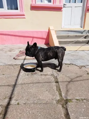 Vînd urgent buldog francez  - imagine 3