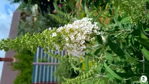 Diferite plante de exterior