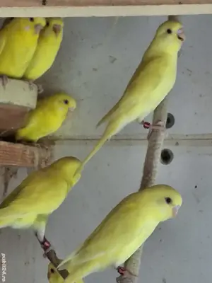 De vânzare  - imagine 3 De vânzare  - imagine 3