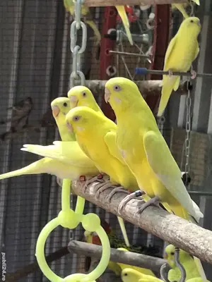 De vânzare  - imagine 2 De vânzare  - imagine 2