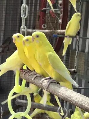 De vânzare  - imagine 4 De vânzare  - imagine 4