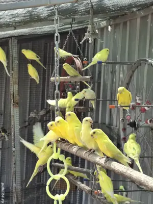 De vânzare  - imagine 5 De vânzare  - imagine 5