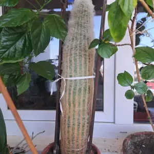 vand Cephalocereus senilis (cactusul pufos)