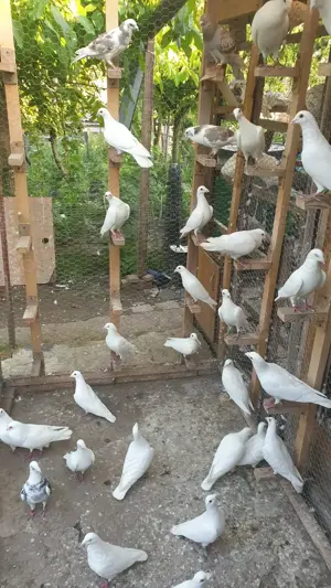 Ocazie! Vand voiajori albi sport vaccinati de Paramixoviroza! - imagine 2