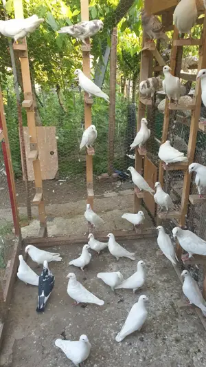 Ocazie! Vand voiajori albi sport vaccinati de Paramixoviroza! - imagine 3