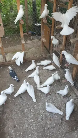 Ocazie! Vand voiajori albi sport vaccinati de Paramixoviroza! - imagine 4