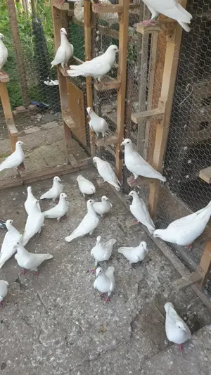 Ocazie! Vand voiajori albi sport vaccinati de Paramixoviroza! - imagine 5