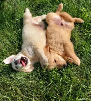 Golden Retriever crem - imagine 2