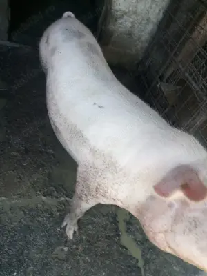 Vând porc landras - imagine 4 Vând porc landras - imagine 4