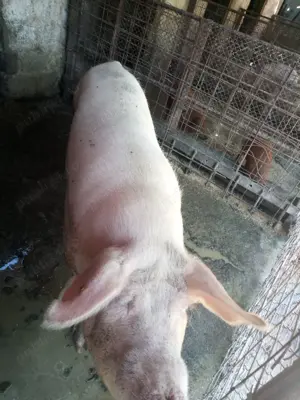 Vând porc landras - imagine 2 Vând porc landras - imagine 2