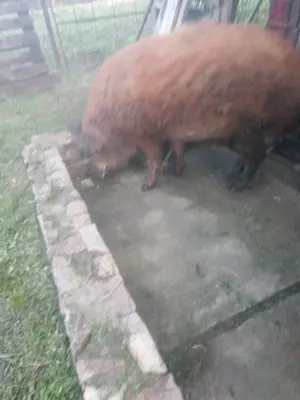 Vând vierut mangalita