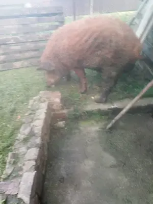 Vând vierut mangalita - imagine 2 Vând vierut mangalita - imagine 2