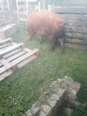 Vând vierut mangalita - imagine 3 Vând vierut mangalita - imagine 3