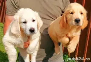 Golden Retriever crem