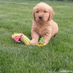 Golden Retriever crem - imagine 4