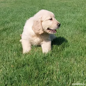 Golden Retriever crem - imagine 5