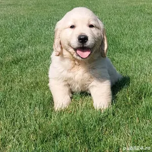 Golden Retriever crem - imagine 3
