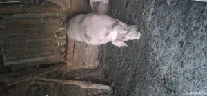 porc de vinzare