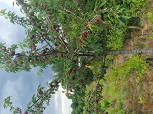 vand vie pe rod  - imagine 2