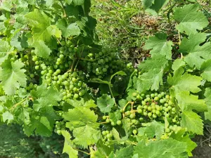 vand vie pe rod  - imagine 3